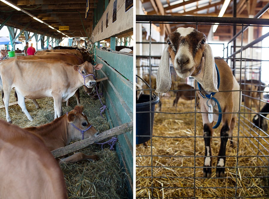 NY County Fair-1