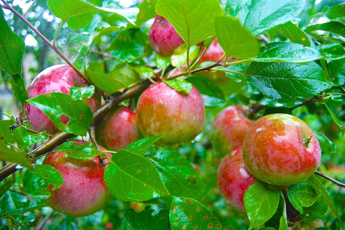 Farm to Table Harvest Apple Cranberry Cake via @kingarthurflour