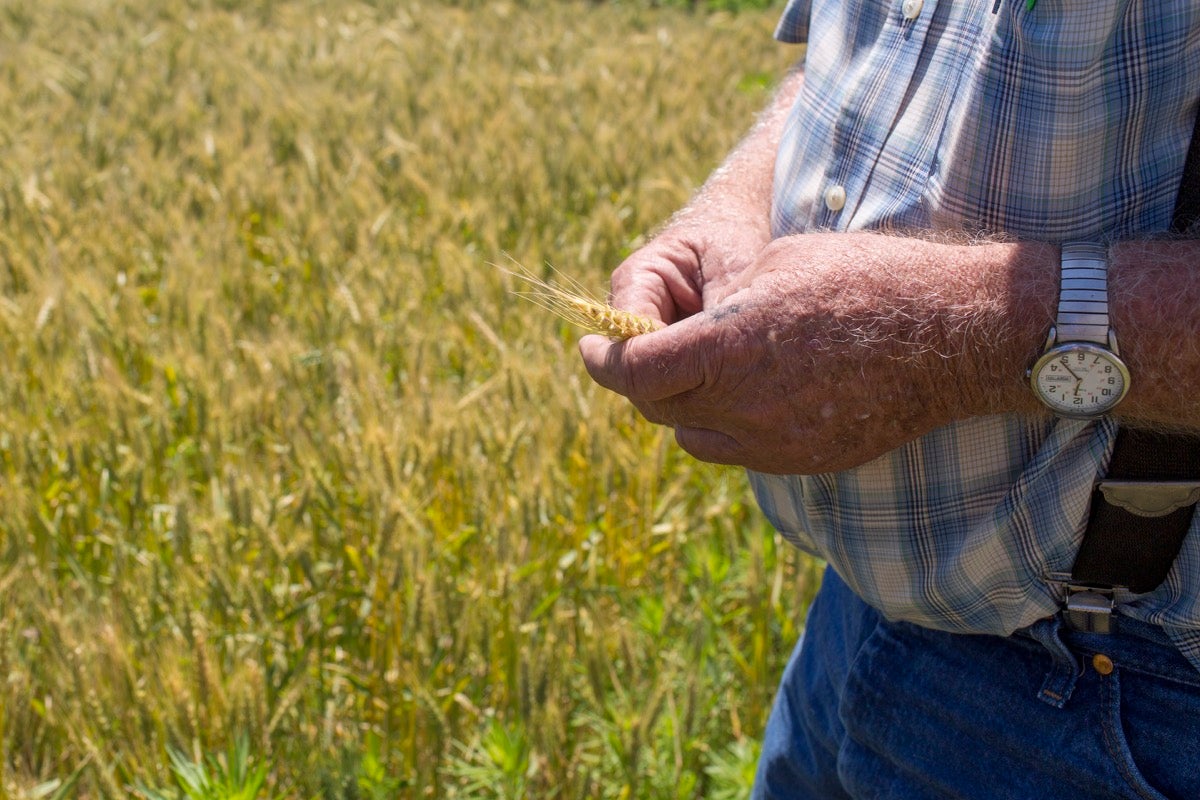 Identity-preserved wheat via @kingarthurflour